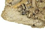 Sandstone With Three Teeth, Tendons & Bone - Wyoming #265760-2